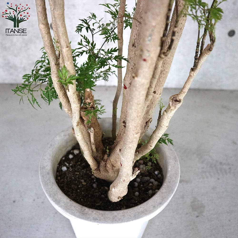 Amazon｜タイワンモミジ8号鉢【品種で選べる観葉植物・リビング